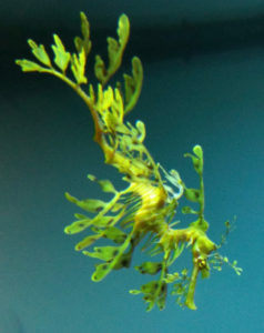 leafy sea dragon