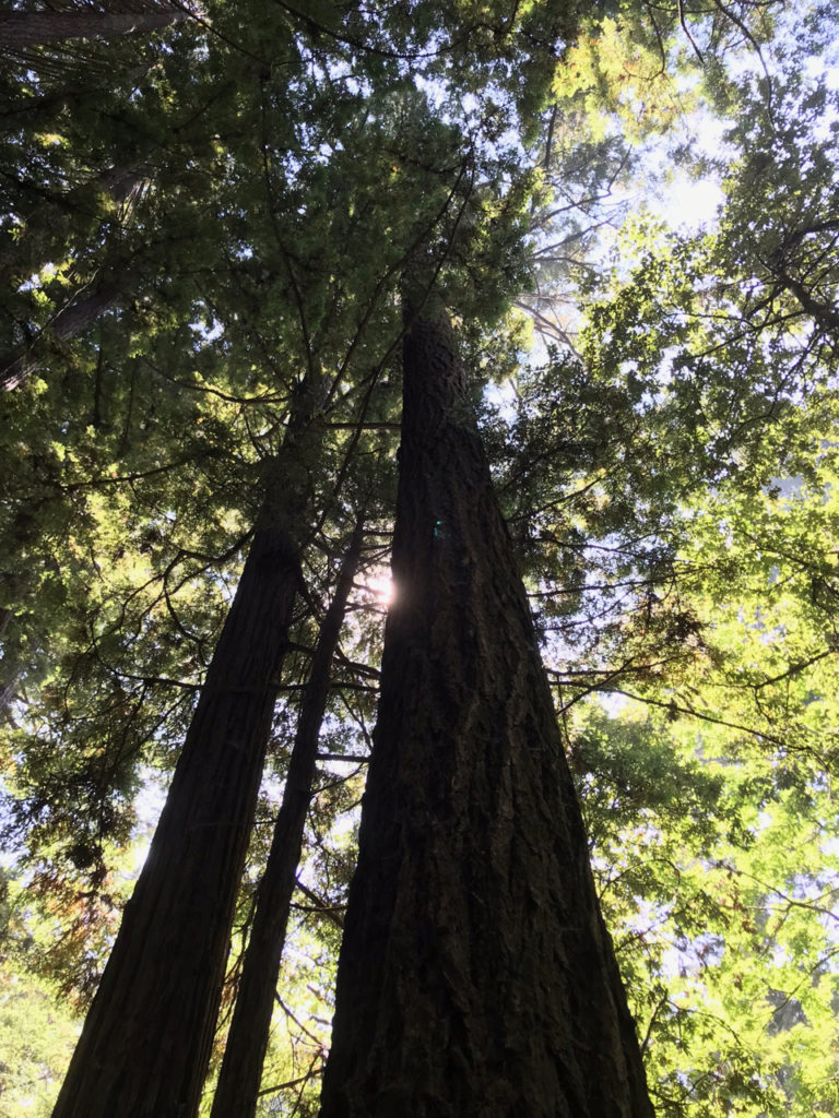 Looking up at a forest canopy